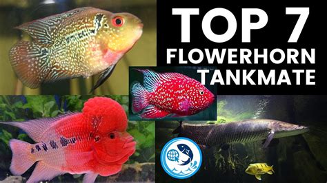 Top 7 Flowerhorn Tankmate Best Tank Mate For Floran Fish YouTube