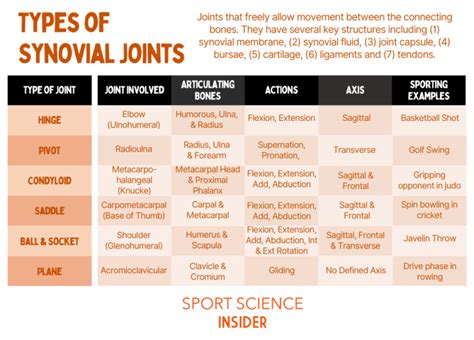 Types Of Joints In The Human Body Named And Explained