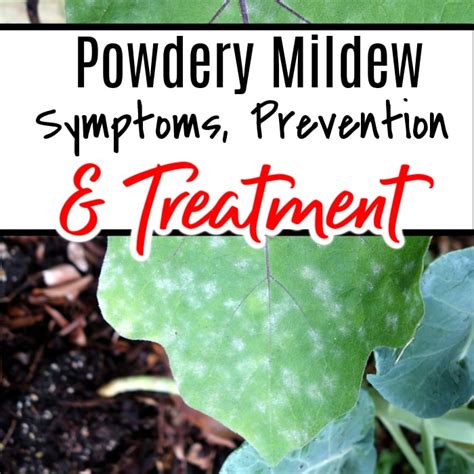 Powdery Mildew Symptoms Prevention And Treatment