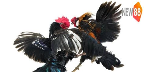 The Allure Of The Iron Spur A Deep Dive Into Cockfighting Whatisit