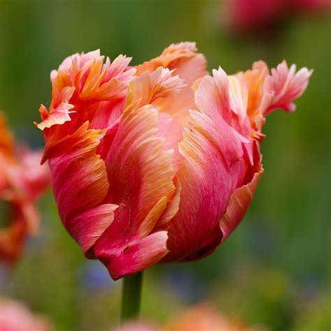 Amazing Parrot Tulipgarden