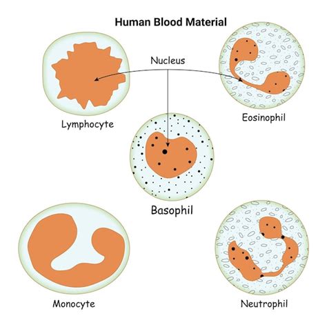 Lymphocytes Diagram Labelled