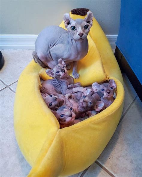 Sphynx Kittens For Sale — Nocoatkitty Sphynx Cute Hairless Cat Sphynx Kittens For Sale Cute Cats