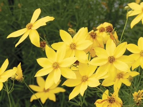 Coreopsis verticillata 'Zagreb' - Degroot