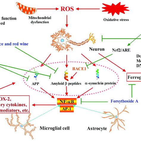 Phytochemicals Target Nrf2 For Neurodegenerative Disease Intervention