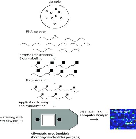 Schematic Process Of The Operation Of Cdna Microarray Technology