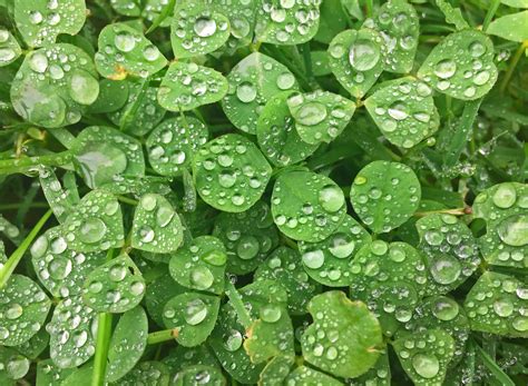 Free Images Water Nature Dew Leaf Flower Wet Green Herb