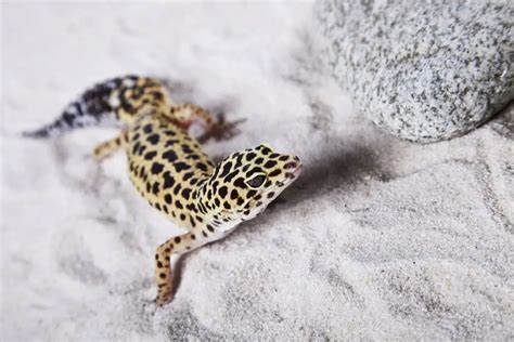 Is Calcium Sand Good For Leopard Geckos The Hidden Dangers Gecko