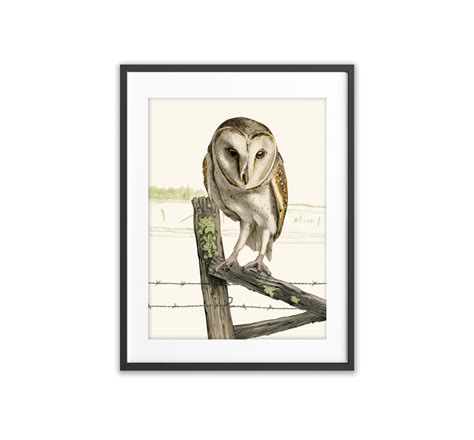 Barn Owl Art Print Fancey By Nature