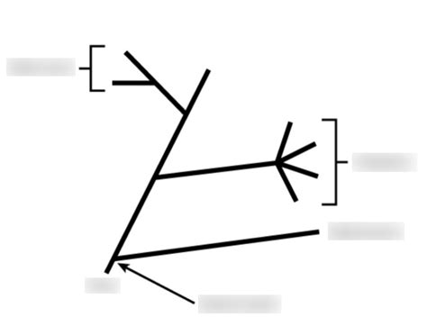 Phylogeny And The Tree Of Life Diagram Quizlet