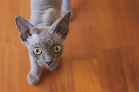 Devon Rex Il Gatto Dalle Grandi Orecchie Paradiso A Zampe