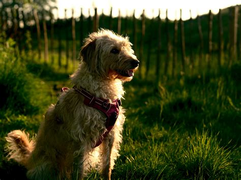 Discover Top Doodle Dogs Breeds & Essential Care Tips Inside