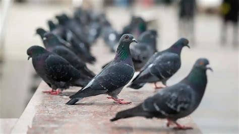 La plaga de palomas una amenaza muy común en las ciudades