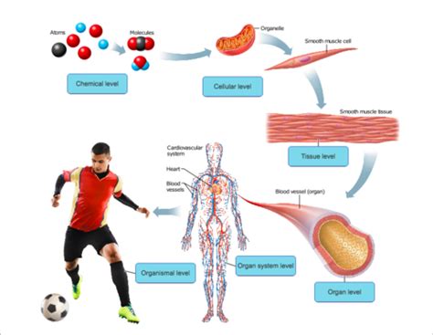 Module Anatomical Terminology Flashcards Quizlet