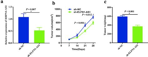 Knockdown Of ELFN1 AS1 Inhibits OV Tumor Growth In Vivo A RT QPCR