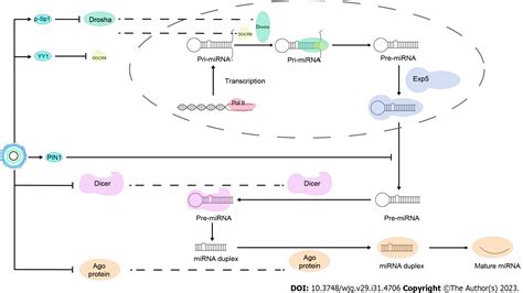 Dysregulated Micrornas As A Biomarker For Diagnosis And Prognosis Of