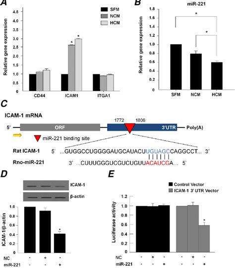 MiR 221 Mediated Expression Of ICAM1 On RMSCs Treated With CM A