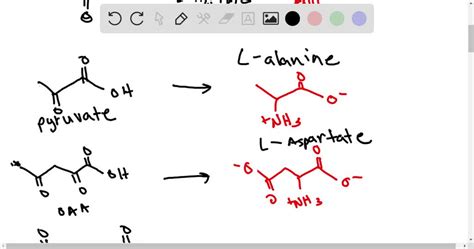 Solved Cells Can Also Convert Alpha Keto Acids Into Amino Acids But