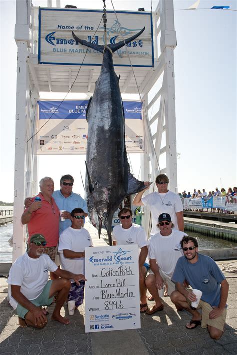 World Record Blue Marlin