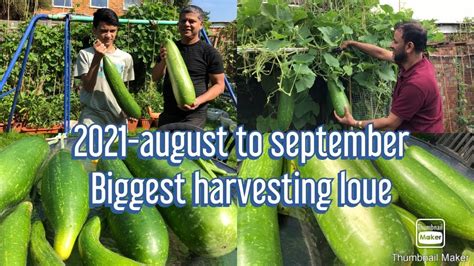 Shokher Bagan Biggest Harvesting Bottle Gourd Laue Uk Farhanas