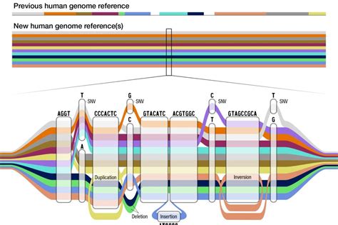 Scientists Reveal More Inclusive Update To Human Genome Upi