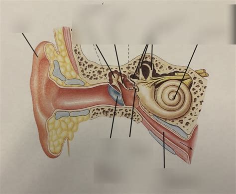 Ear Labeling Diagram Quizlet