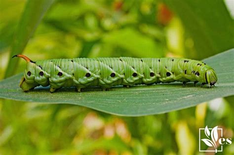 White Insect Eggs On Leaves Easily Identify And Tackle The Problem Evergreen Seeds