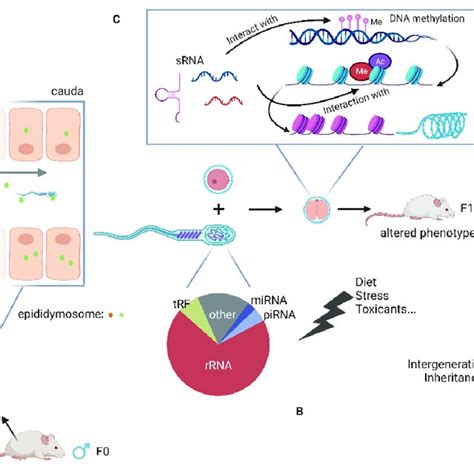 Model For Intergenerational Inheritance Via Sperm Rnas A Epididymis