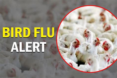 Bird Flu Symptoms अब फैल रहा है बर्ड फ्लू ये लक्षण दिखने पर हो जाएं