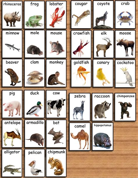 Ultimate Animal Flashcard Collection 112 Zoo Animal Flashcards | Etsy