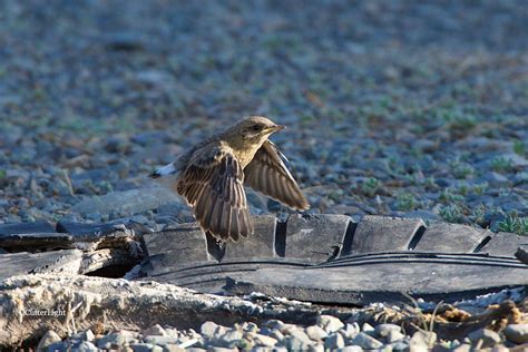 isabelline wheatear | CutterLight