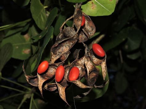 Fabaceae Leguminosae No Brasil Fabaceae Erythrina Velutina Willd