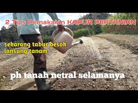 Cara Seperti Ini Yg Bagus Penaburan Kapur Dolomit Agar Ph Tanah