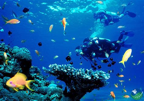 Image Result For Pictures Of Diving At Cano Island Costa Rica