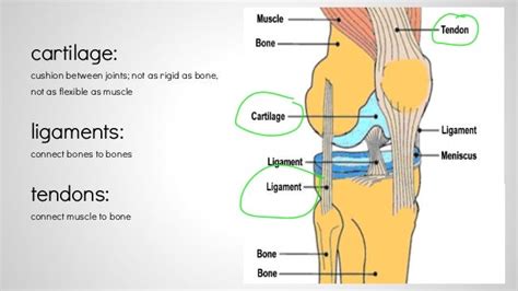 Joints And Connective Tissues