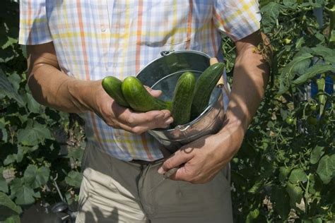 Parthenocarpic Cucumber Varieties | Hunker