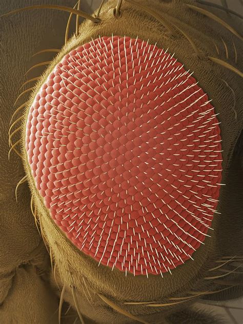 Fruit Fly Compound Eye Sem Photograph By Power And Syred Fine Art