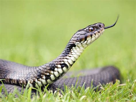 The Grass Snake Saga