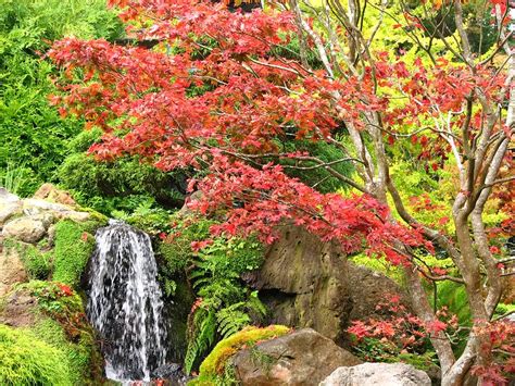 Waterfall Japanese Maple | Bonsai Care Sheet