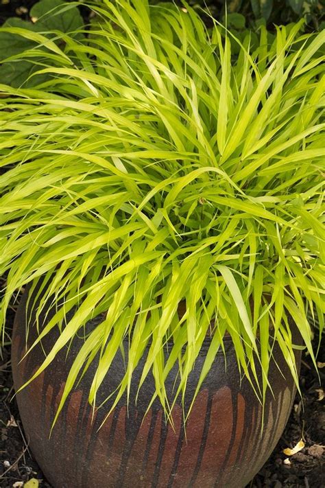 Best Ornamental Grasses For Containers And How To Grow Them Planters