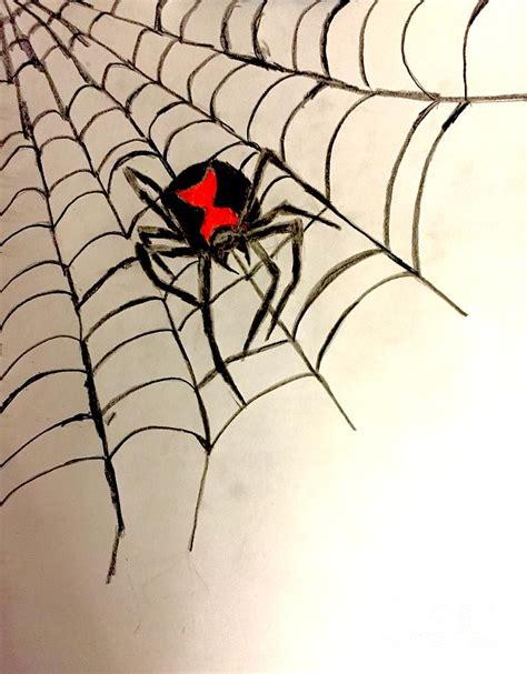 black Widow Spider Art Drawing - jacqueline-bowser