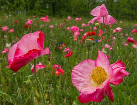 North Carolina Flower