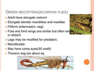 Subdivision endopterygota | PPT