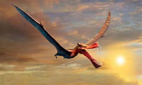 Giant Dragon Like Flying Reptile Fossil Discovered In Australia