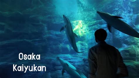 Osaka Aquarium Kaiyukan Walking Tour K Youtube