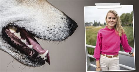 Dit moet je doen als je hond in aanraking komt met een agressieve hond ... 