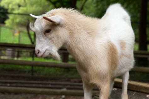 Nigerian Dwarf Goat - Zoo Atlanta