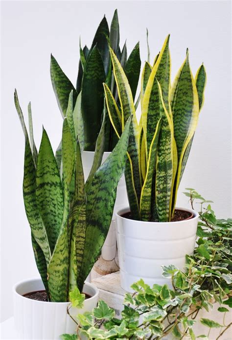 Sansevieria Bogenhanf 3er Set Pflanzen Agavenpflanze Bogenhanf