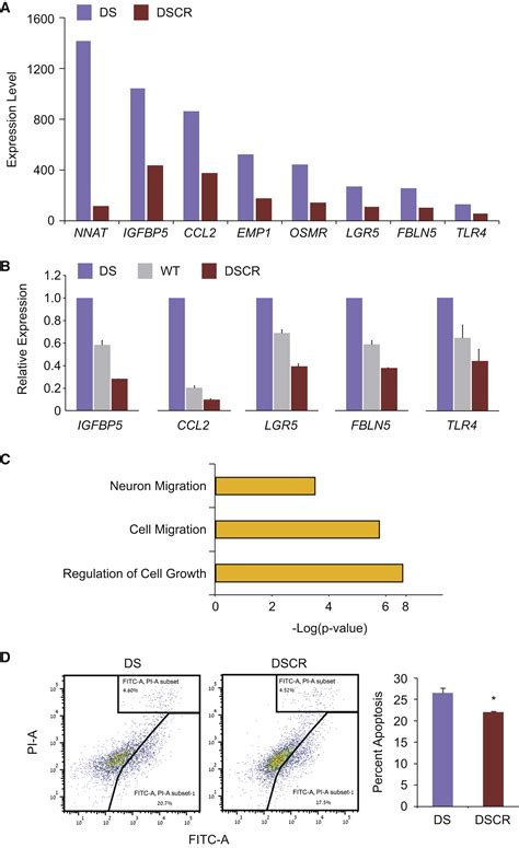 Molecular Characterization Of Down Syndrome Embryonic Stem Cells