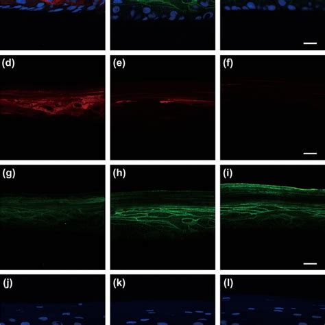 Representative Histological And Immunohistochemical Images Of The